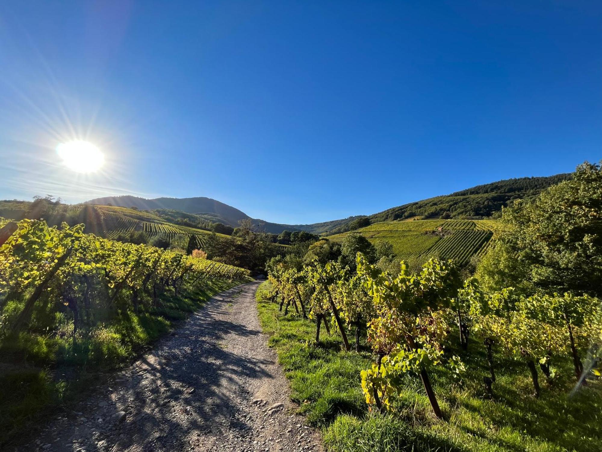 Chambre Du Vigneron - Domaine Leon Bleesz Reichsfeld Экстерьер фото